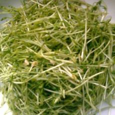 凉拌苦菊的做法步骤